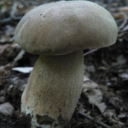 Boletus reticulatus